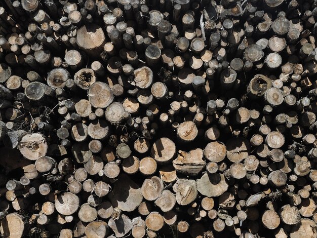 Photo many bark beetle diseased larch pine tree cutted in dolomites mountain