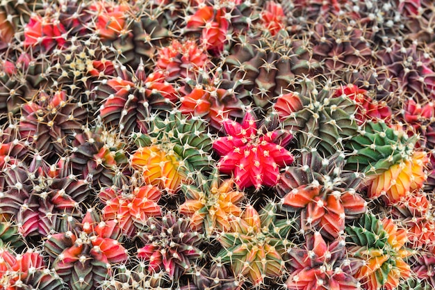 Many beatiful colorful gymnocalycium cactus plants background.