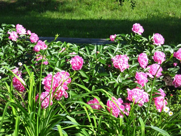 Many beautiful pink flowers of peony in the garden