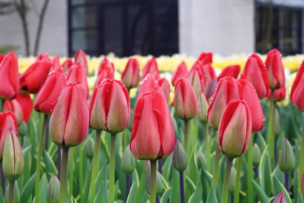 Many beautiful tulips at garden in Holland.