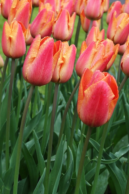 Many beautiful tulips at garden.