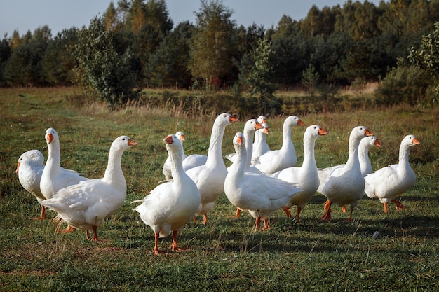 Many beautiful white geese graze in the meadow near the forest and look for food