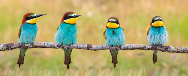 Many beeeaters perched on a branch