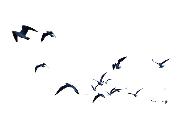 Many birds flying on sky isolated on white background