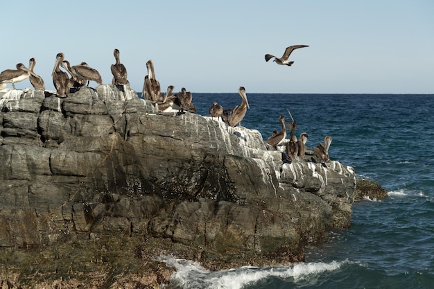 Many birds pelicans seagull on baja california sur beach punta lobos