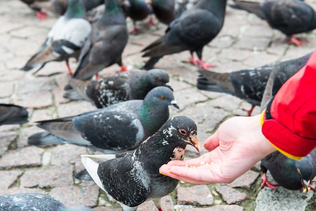 Many birds pigeons feeding from a woman's hand on a city square