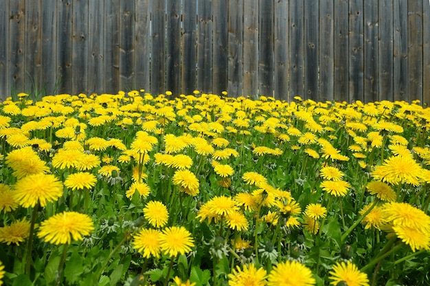 Many blooming dandelions on the field