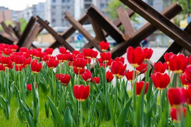 Many blooming red tulips with antitank hedgehog in the background