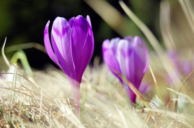 Many blossoming crocuses