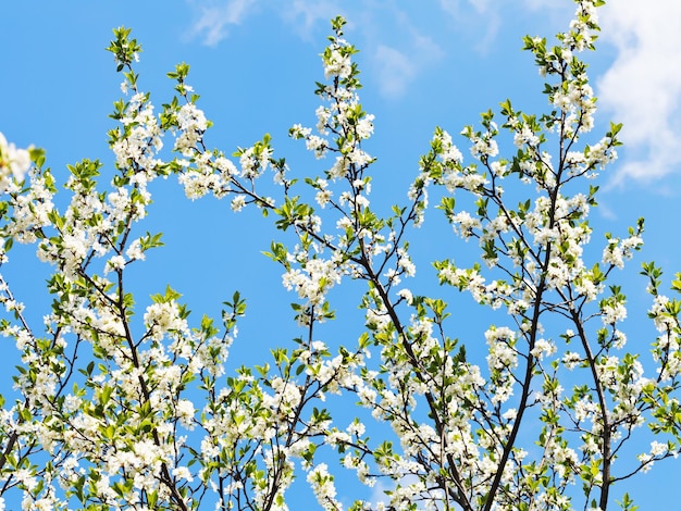 Many branches of cherry blossoms