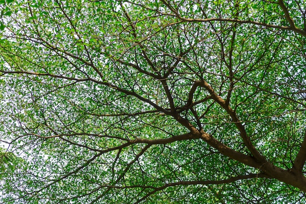 Many branches of leaf