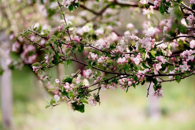 Many branches of spring flowering apple