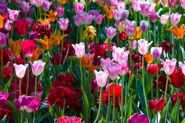 Many bright multicolored tulips