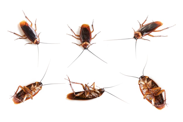 Many cockroach on isolated white backgroundDead cockroachs on white