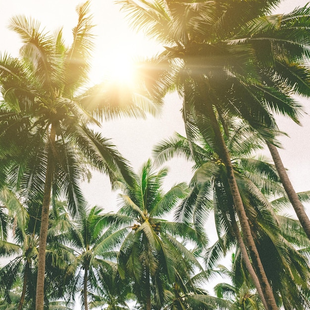 Many coconut palm trees on blue sky with sunshine in summer season