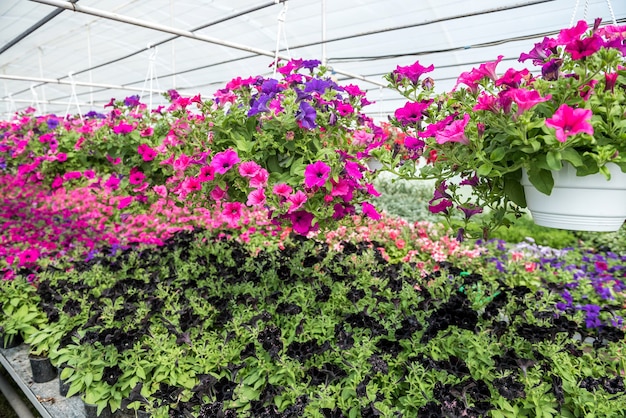 Many colored flowers during seasonal blossoming in greenhouse