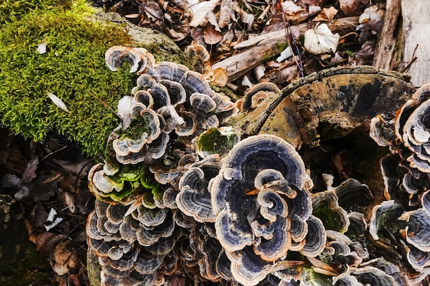 Many colored polypore mushrooms on a tree trunk