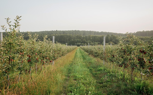 Many colorful red ripe juicy apples on a branch in the garden ready for harvest in autumn Apple orchard