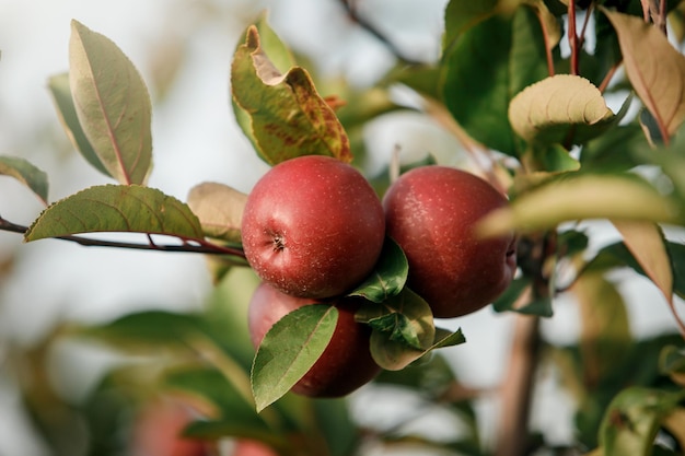 Many colorful red ripe juicy apples on a branch in the garden ready for harvest in autumn Apple orchard