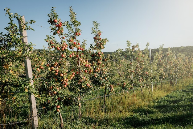 Many colorful red ripe juicy apples on a branch in the garden ready for harvest in autumn Apple orchard