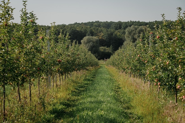 Many colorful ripe juicy apples on a branch in the garden ready for harvest in autumn Apple orchard