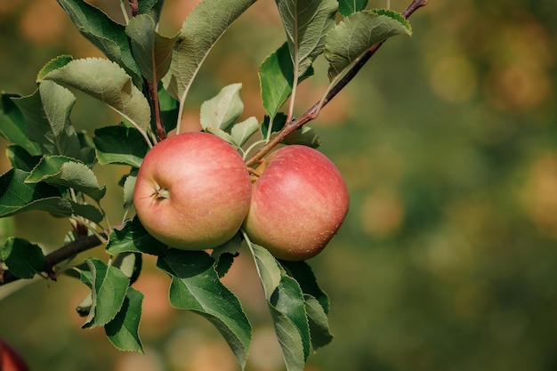 Many colorful ripe juicy apples on a branch in the garden ready for harvest in autumn Apple orchard