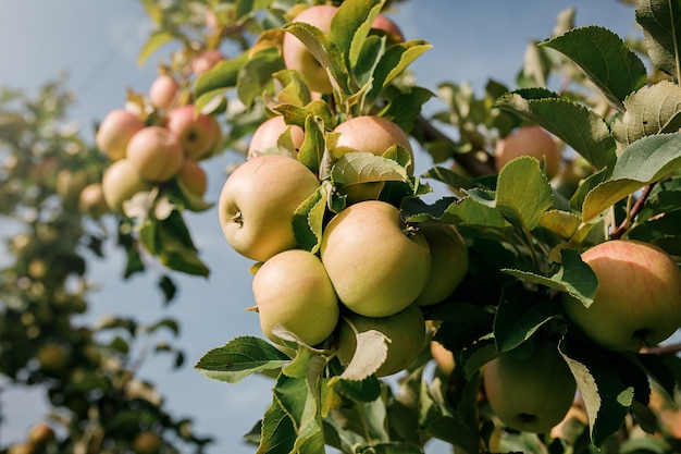 Many colorful ripe juicy apples on a branch in the garden ready for harvest in autumn Apple orchard