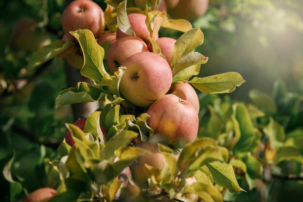 Many colorful ripe juicy apples on a branch in the garden ready for harvest in autumn Apple orchard