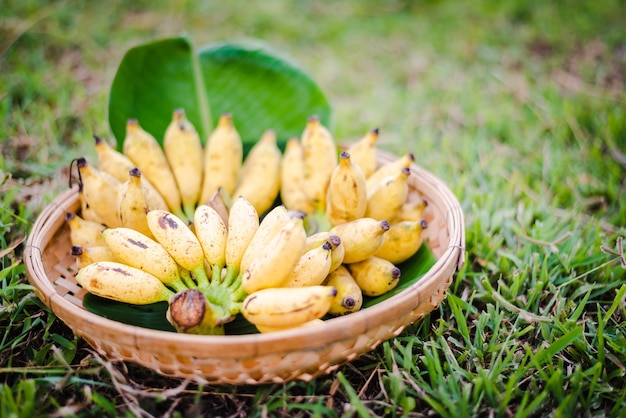 Many Dainty banana stacked in the basket.