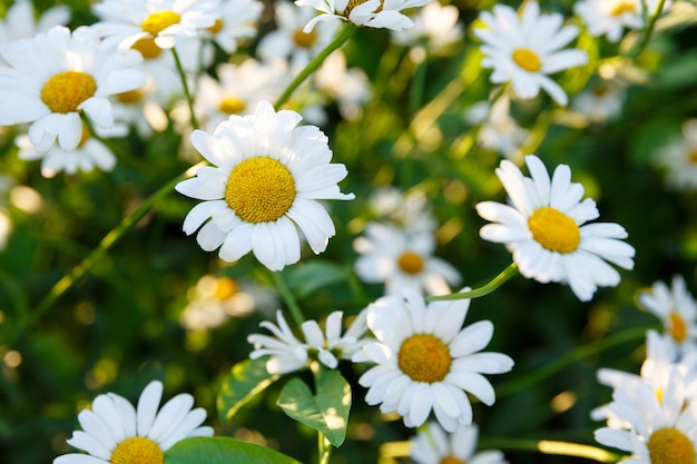 Many daisies in garden in grass