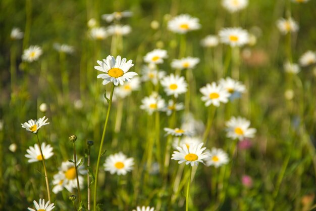 Many daisies on a green meadow