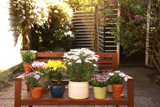 Many different beautiful blooming plants in flowerpots on wooden bench outdoors