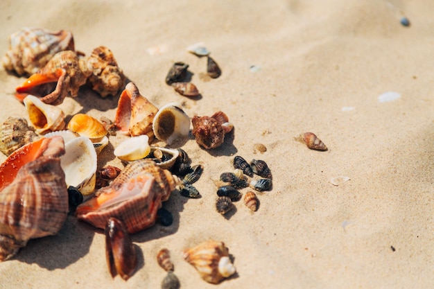 Many Different Seashells Lie on the Golden Sand of Sea Beach. Nature Decorations