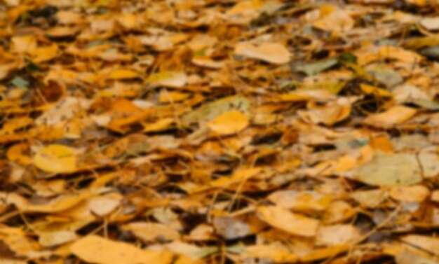 Many different yellow and orange fallen leaves close up out of focus Concept of nature in fall