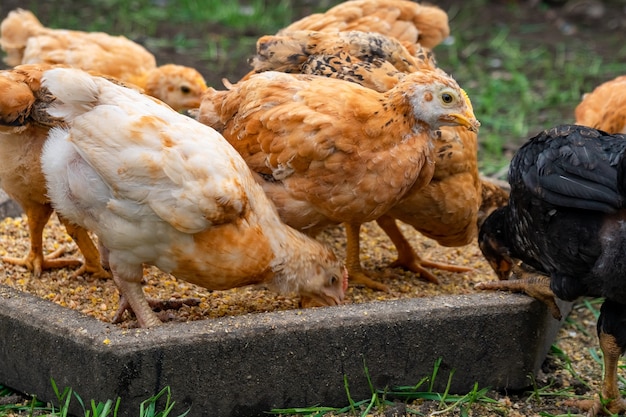 Many domestic chickens eat food, Chicken Flocks