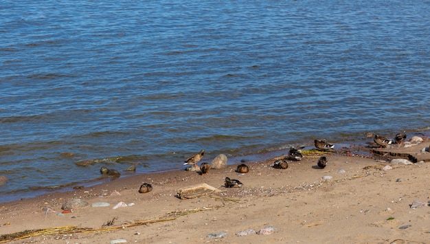 many ducks on the shore