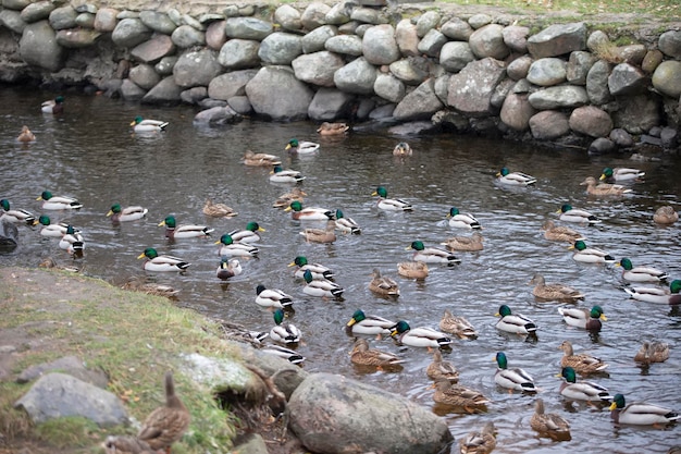 Many ducks swim in the water of the reservoir