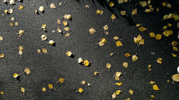 Many fallen yellow leaves on the wet asphalt after rain. Autumn background top view.