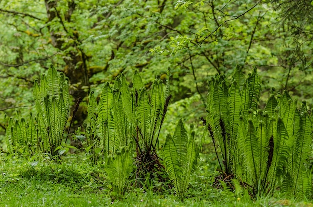 Many ferns in green nature