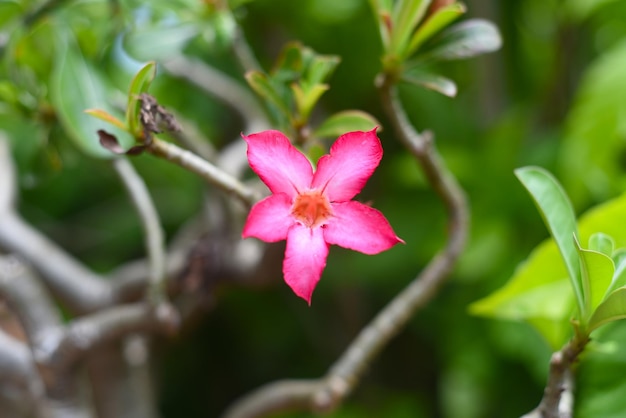 Many flowers of Adenium obesum close up