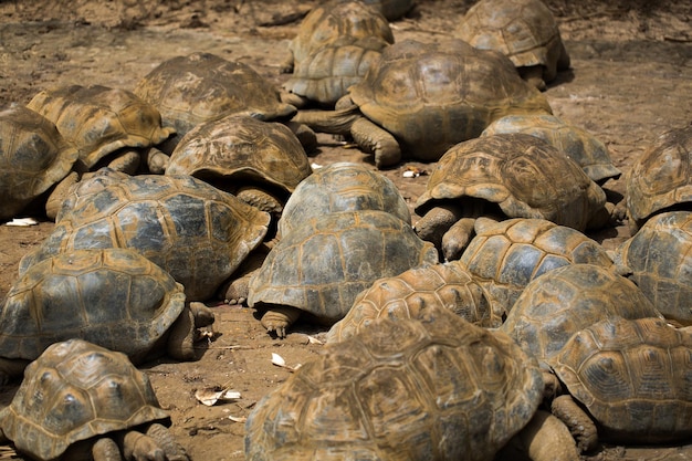 Many giant tortoises in the national Park La Vanille Mauritius