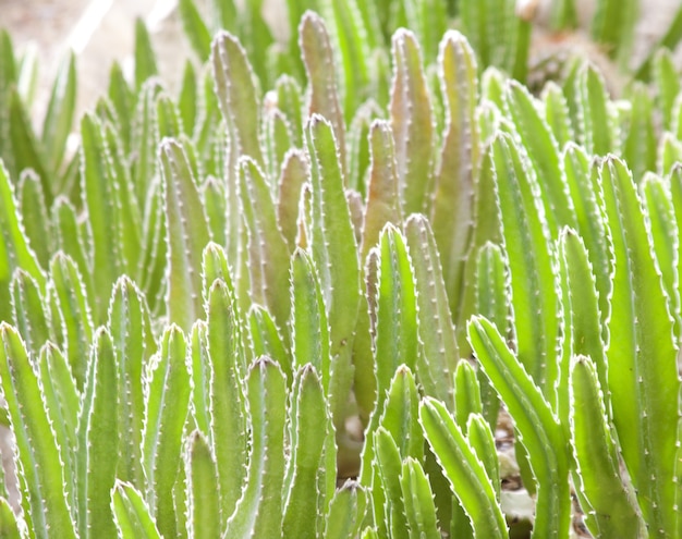 Many green cactuses in greenhouse