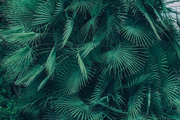 Many green leaves of the tropical palm tree of the Sabal minor family Natural tropical background