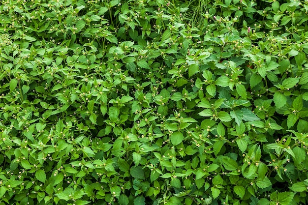 Many green leaves with smalll white flowers as a pattern or background