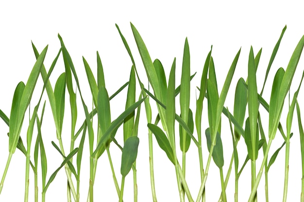 Many green young sprouts of grass isolated on white background