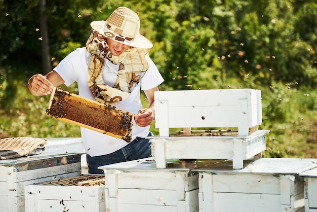 Photo many of hives beekeeper works with honeycomb full of bees outdoors at sunny day