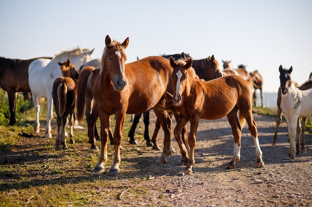 Many horses stand on a country road