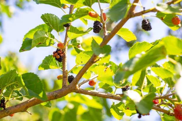 Many ladybirds on mulberry berries. Insect invasion, benefit and harm.