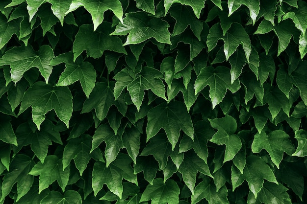 Many leaves of ivy cover wall at park