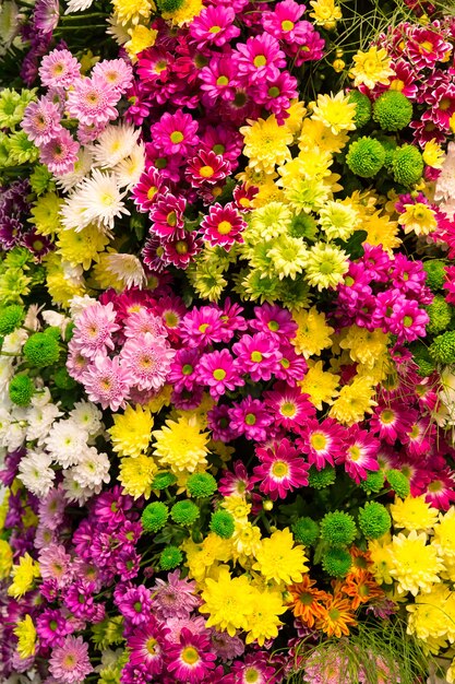 Many little colorful marguerite background